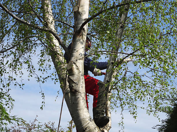 Best Utility Line Clearance  in Medfd, OR